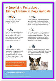 Best Human Food For Dogs With Kidney Disease Feeding A Dog With Kidney Disease Isn T Always Hard But You And You Human Food For Dogs Cat Care Kidney Disease