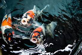 4.6 out of 5 stars. 4 Tips For Caring For An Above Ground Koi Pond