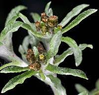 Image result for Gnaphalium polycaulon