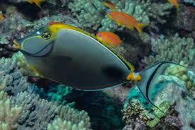 Image result for Monotes elegans