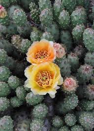How do i know how much water my cactus needs even if i don't know what kind it is? Opuntia Fragilis Potato Prickly Pear Flowers Dwarf Plants Cactus Flower