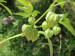 Image result for Physalis lagascae
