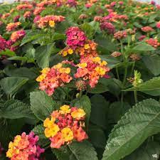 Lantana Lantana Lantana Plant Showy Flowers