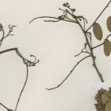 Image result for Dalbergia acutifoliolata