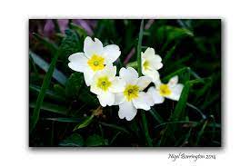 primrose | Nigel Borrington