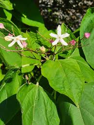 Image result for Clerodendrum ternatum