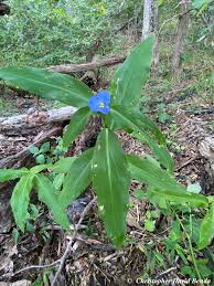 Image result for Commelina zambesica