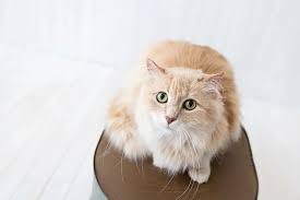 ‪Cats for Adoption - Cat Protection Society of Victoria‬‏