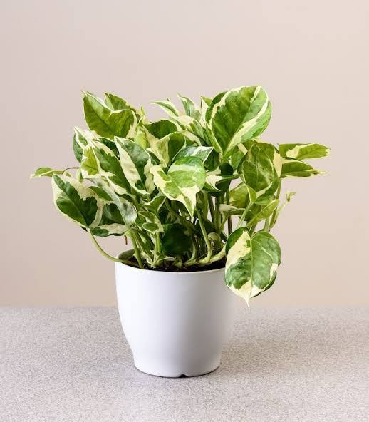 Money plant climbing a trellis
