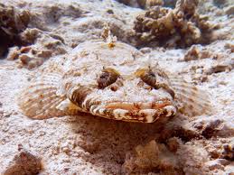 Bilder von tauchurlauben » tauchen » 2008 safaga. Krokodilfische Beim 5 Meter Wrack Blue Water Dive Resort