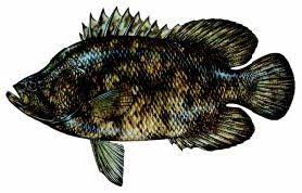 Black And White Striped Saltwater Fish Florida Saltwater Fish Tripletail Fish Silhouette Saltwater Fish