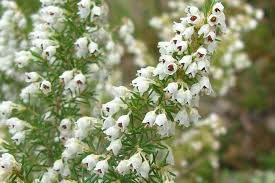 Image result for Erica arborea