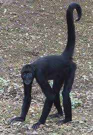 A Colombian Black Spider Monkey At Fota Wildlife Park Pet Monkey Spider Monkey Endangered Animals