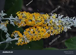 Image result for Buddleja madagascariensis