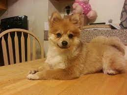 Pin By Danielle Beres On Pets Pomeranian Dog Pomeranian Puppy Puppies