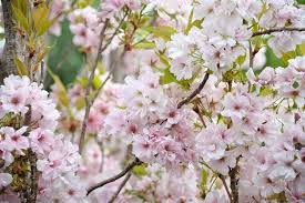 Find & download the most popular cherry tree vectors on freepik free for commercial use high quality images made for creative projects. Prunus Amanogawa Japanese Flowering Cherry