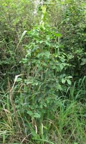 Image result for Dichapetalum madagascariense