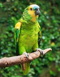 Bird Crying Like A Baby Video The National Aviary Blue Fronted Amazon Parrot Amazona Aestiva Amazon Birds Amazon Parrot National Aviary