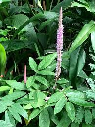 Image result for Uraria