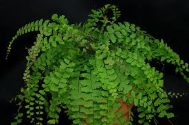 Image result for Adiantum comorense