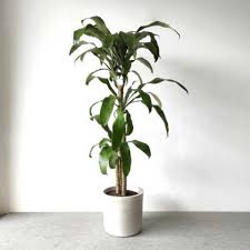 Image result for dracaena