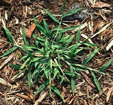 Image result for Digitaria maitlandii