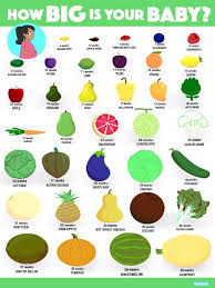 15 Weeks Pregnant Fruit Chart Www Bedowntowndaytona Com