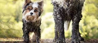 Learning how to make a dog's breath. How To Keep Your Dog Smelling Fresh