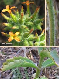 Image result for Kalanchoe lanceolata