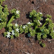 Image result for Raphionacme hirsuta