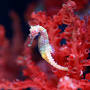 caballito de mar de www.aquariumcostadealmeria.com