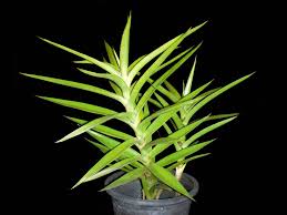Tanaman hias sansevieria memiliki beragam jenis yang unik dan cantik. Jenis Sansevieria Mahal Dan Langka Jenis Net