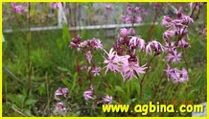 Image result for Senecio strictifolius