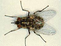 Spray this on your dog to keep the pesky insects away. What Is Fly Strike