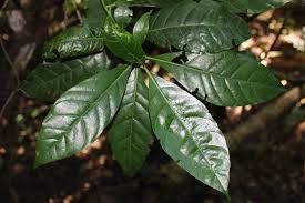 Image result for Tarenna pavettoides