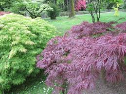 Ragnetto rosso il nemico dell'orto. Acero Nano Verde E Rosso Verde Idee