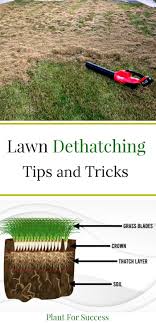 Water the lawn lightly 2 days before dethatching. Lawn Dethatching Everything You Need To Know Dethatching Thatching Lawn Lawn Care Tips