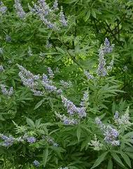 Image result for Vitex amaniensis