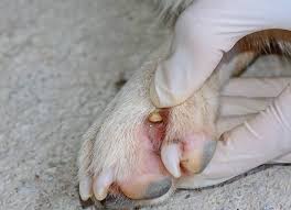 Coastal areas of the u.s. Five Places Ticks Hide On Dogs Petmd