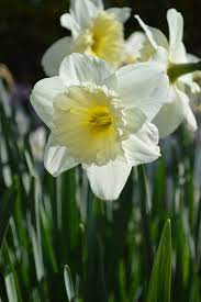 Narcissus Flowers Gift Flowers Narcissus Flower Gift