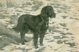 Image result for skotský setr gordonsetr