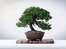 The best time to prune your junipers is in the winter or early spring. How To Take Care Of Japanese Juniper Bonsai Our Guide Book Nayturr