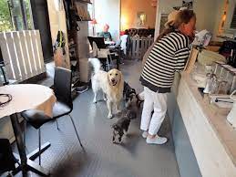 Himmelska Hundar A Dog Friendly Cafe In Stockholm Sweden Dog Friends Dog Cafe Friendly