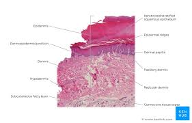Browse 159,880 human skin stock photos and images available, or search for human skin texture or human skin close up to find more great stock photos. Skin Cells Layers And Histological Features Kenhub