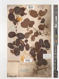 Image result for Carissa praetermissa