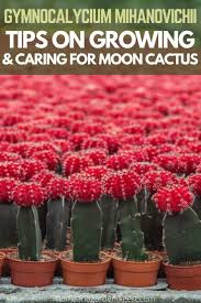With this consideration in mind, how often should i water my indoor cactus? Gymnocalycium Mihanovichii How To Care For Moon Cactus