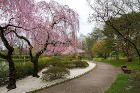 Buy online, get it delivered to your door. Missouri Botanical Garden Sakura Flowering In The Japanese Garden Photo By John Evans Jr Facebook