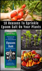 Epsom salts consist of magnesium sulphate, which is beneficial to plants in general, and is ph neutral. 10 Incredible Epsom Salt Uses For Your Plants Garden