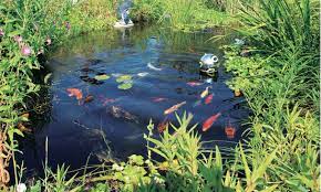 | meaning, pronunciation, translations and examples. Garden Ponds