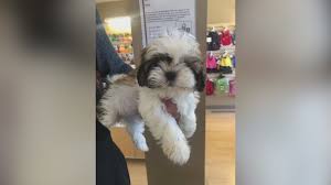 Axel is a gentle puppy who loves to be held and snuggled. Video Shows Thieves Taking Shih Tzu Puppy From Centennial Pet Store Fox31 Denver